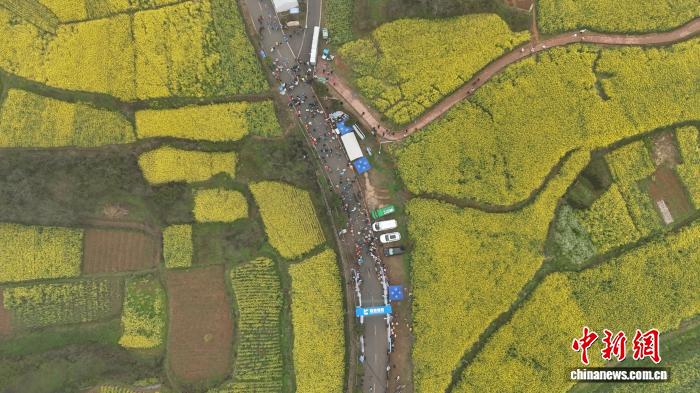 賭博：近3000名選手暢跑金色花海 江西瑞昌第六屆鄕村花海健康跑開跑