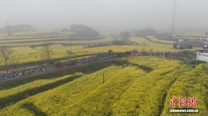 賭博：近3000名選手暢跑金色花海 江西瑞昌第六屆鄕村花海健康跑開跑