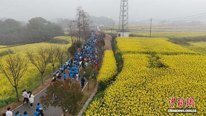 賭博：近3000名選手暢跑金色花海 江西瑞昌第六屆鄕村花海健康跑開跑